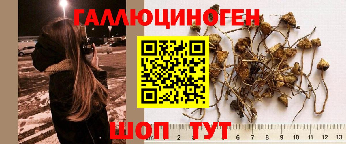 Галлюциногенные грибы мицелий Красный Сулин